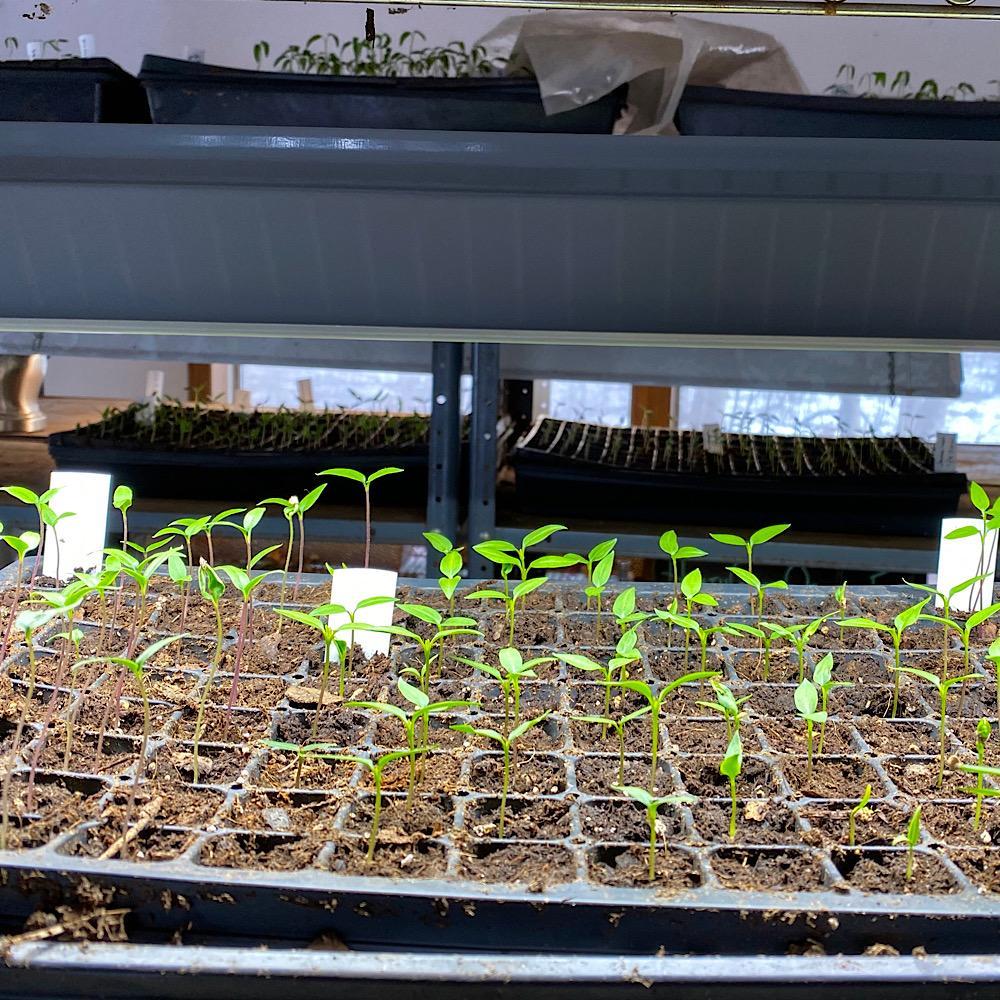 Pepper seedlings under LED shop lights