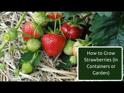 How to grow strawberries in containers, raised beds or the garden - 5 key requirements