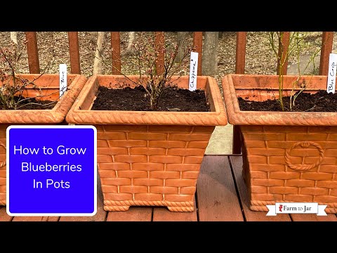 How to Grow Blueberries (in pots or in the garden) - Info from a blueberry farmer in MN