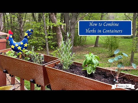 Container gardening in Zone 4 with herbs for cooking