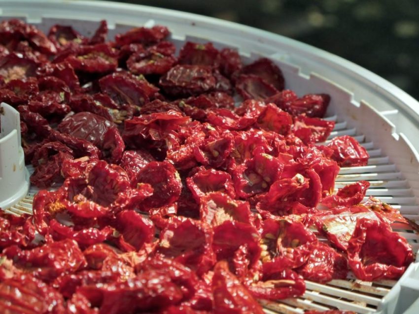 Principe Borghese tomatoes drying in a dehydrator