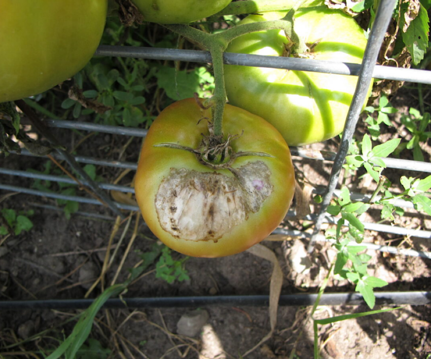 Sunscald on ripening heirloom tomato