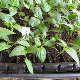 Flat of 4-week old pepper seedlings