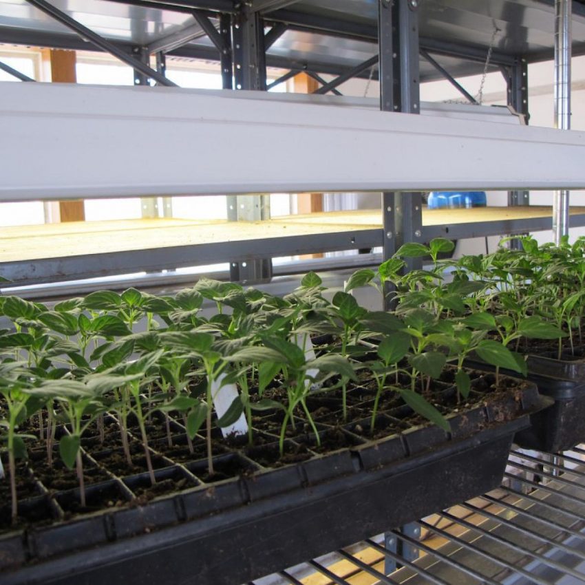 Light set-up over tomato and pepper seedlings