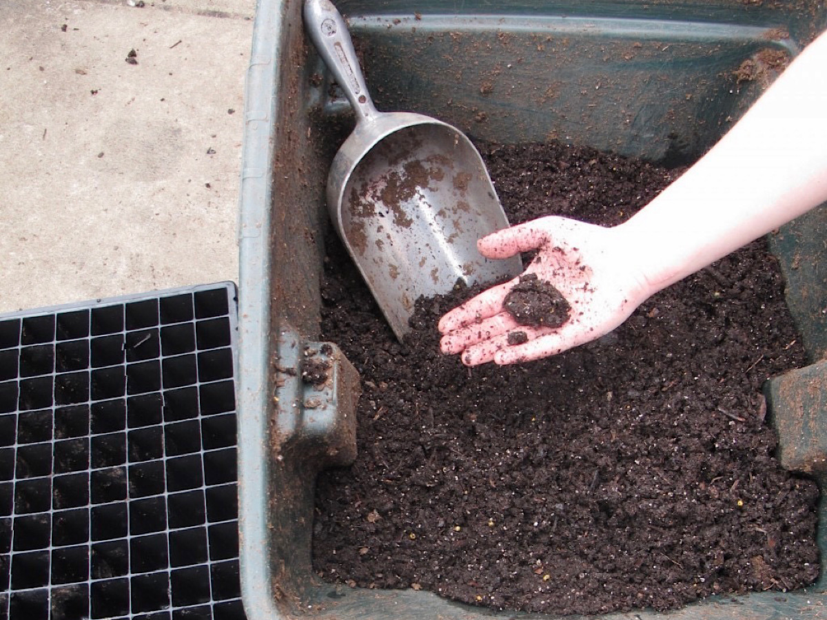 Example in hand of how wet potting soil should be when starting seeds.