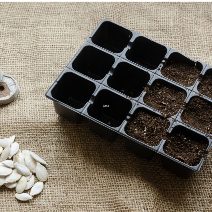 12-pack seed plug tray, with squash seeds on the side.