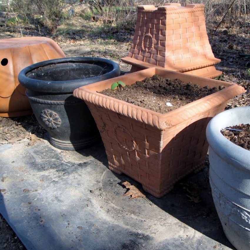 Large pots ready for planting tomatoes.