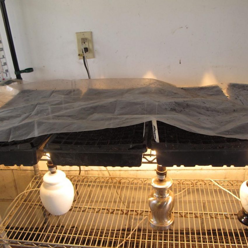 Using 100-watt bulbs for heat source under seed germination trays.