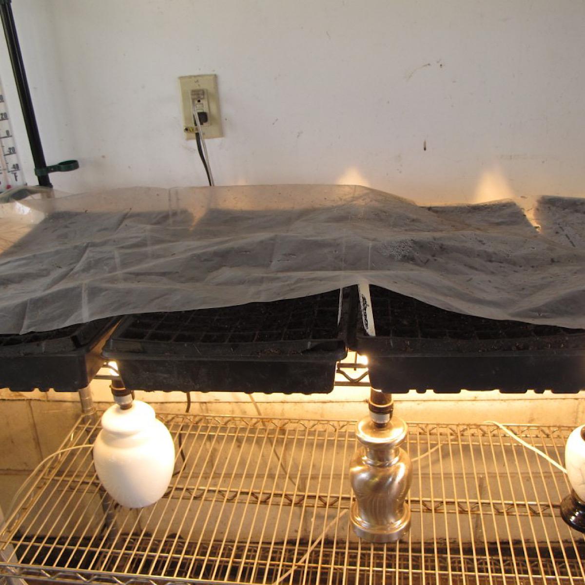 Using 100-watt bulbs for heat source under seed germination trays
