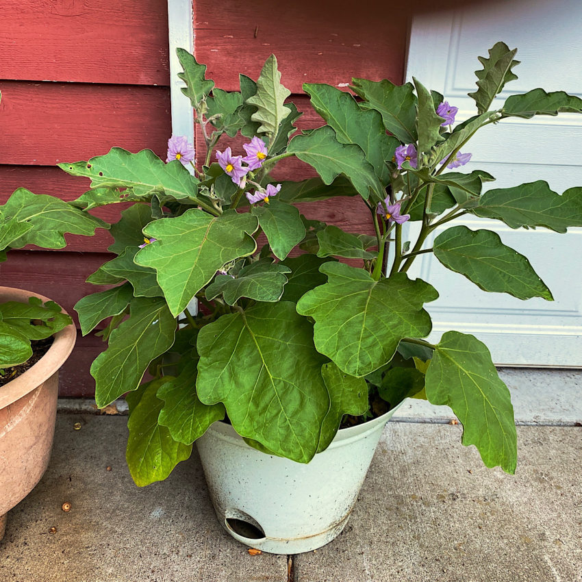 Eggplant growing in a pot in front of house.