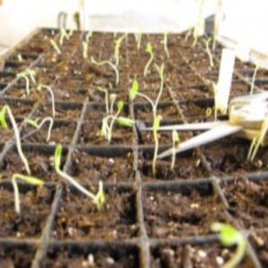 Thinning tomato seedlings with small scissors while growing in flats.