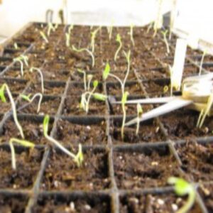 Thinning tomato seedlings growing in flats