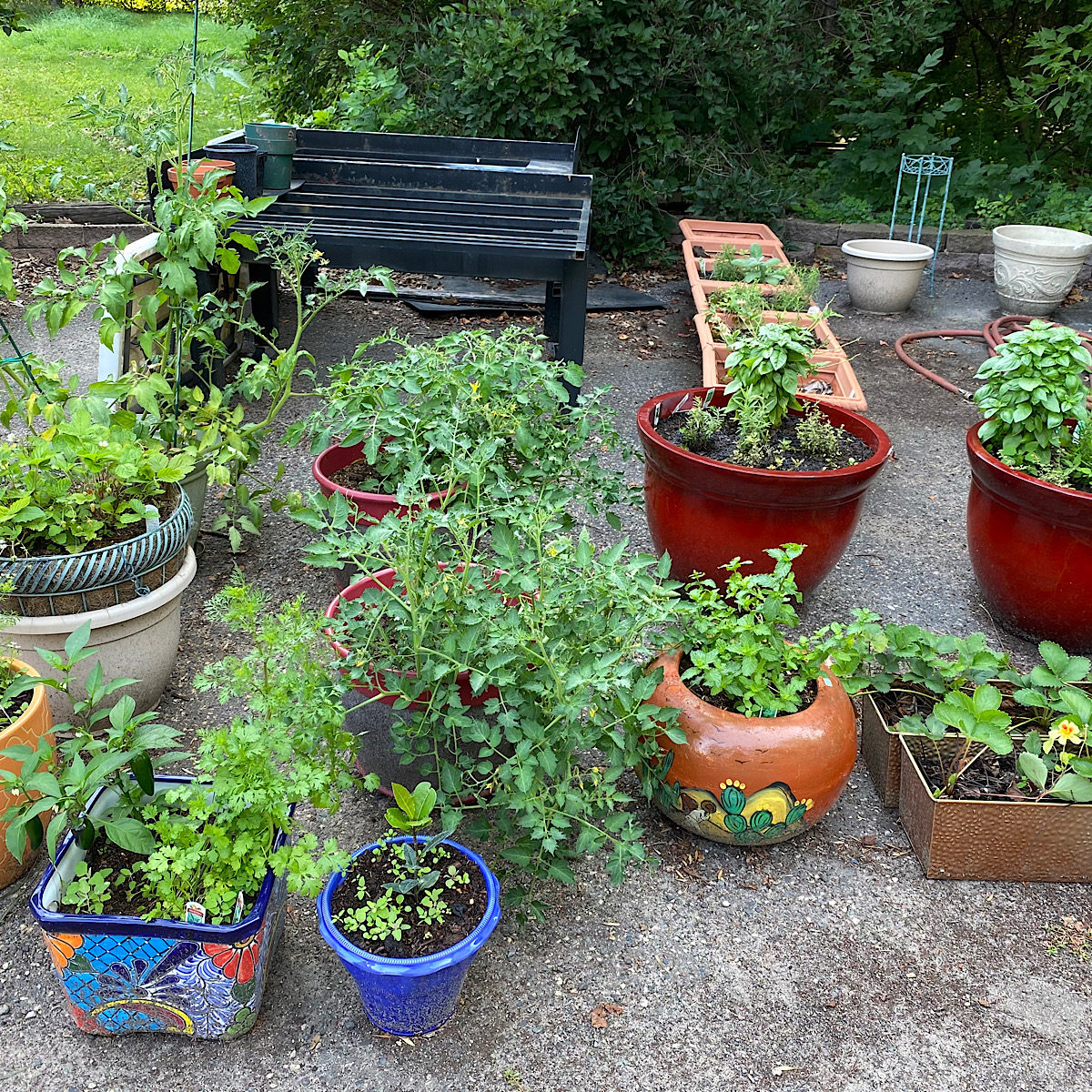 A variety of herbs and edibles growing in different size pots.