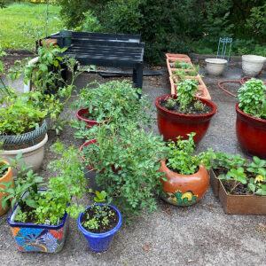 A variety of herbs and edibles growing in different size pots.