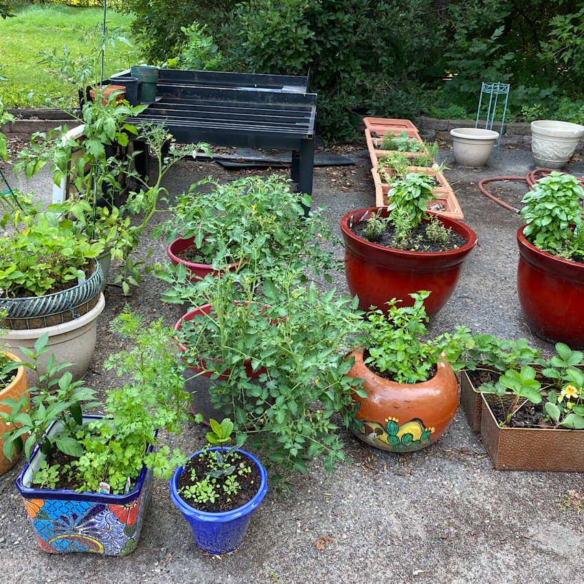 potted herb plants