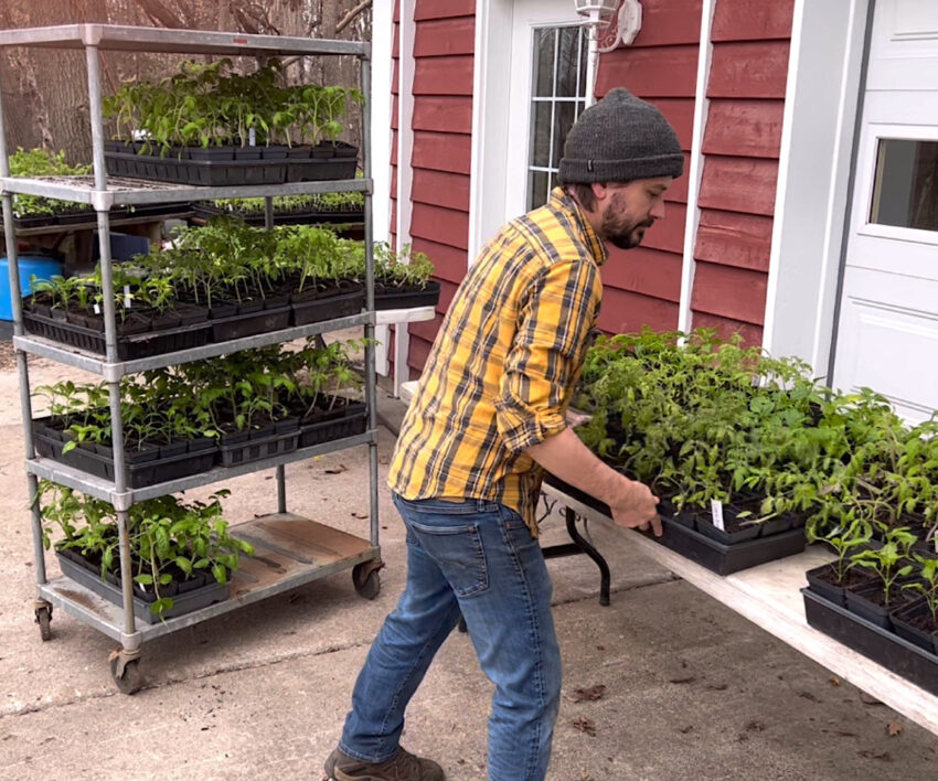 Farmer putting tender seedlings outside in shade to harden off for transplantin.