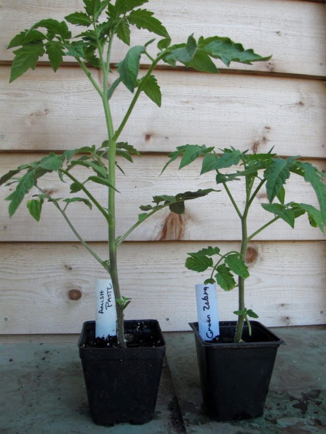 Tomato seedlings in 4” pots ready to plant out