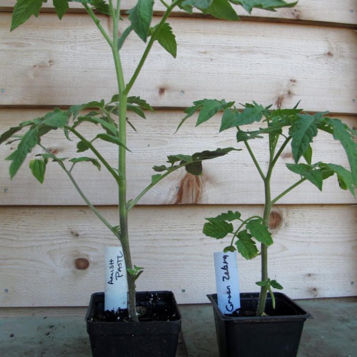 Buying Healthy Tomato Plants: What to Avoid