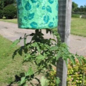 Tomato growing in Topsy Turvy planter