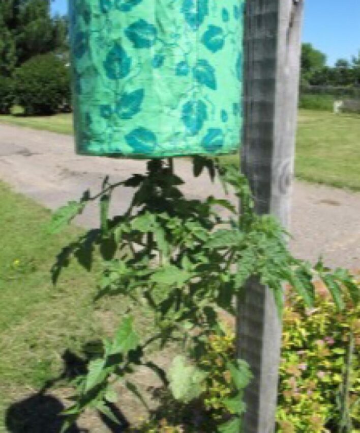 Tomato growing in Topsy Turvy planter