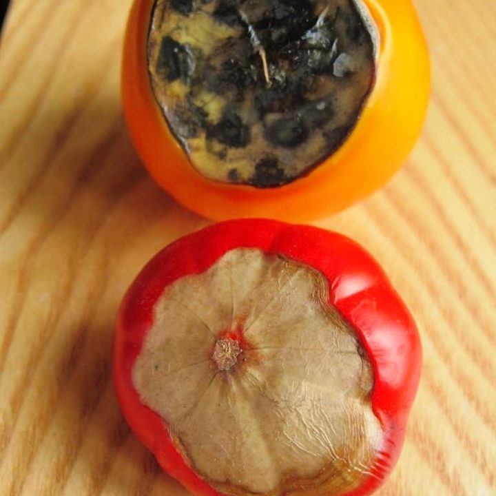 Blossom End Rot in Tomatoes: Prevention & Cures