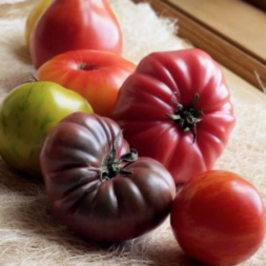 Array of heirloom tomatoes with no cracking