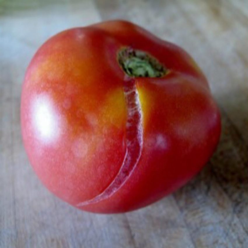 Example of longitudinal cracking in heirloom tomatoes