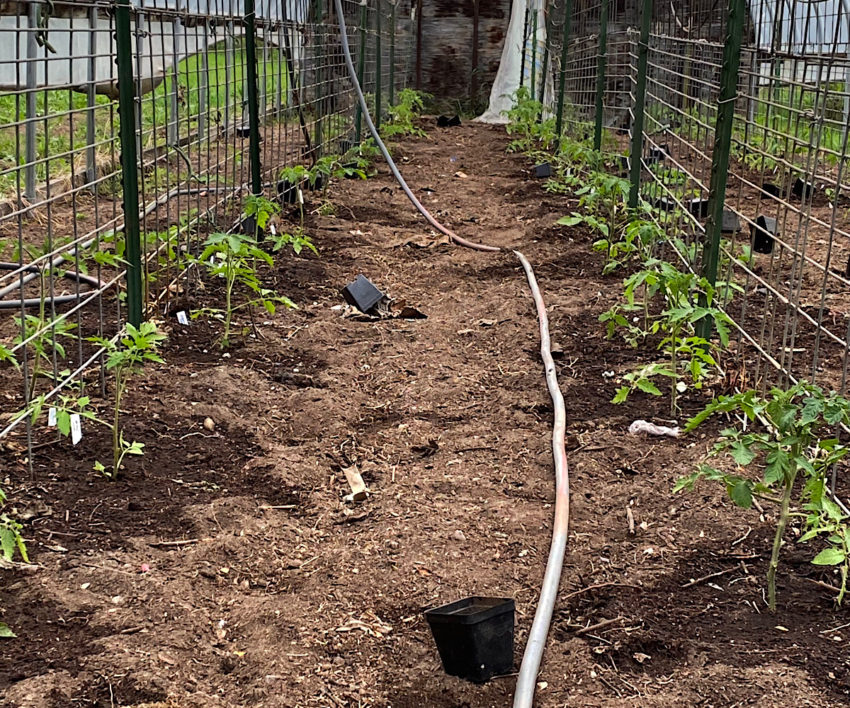 Hogwire fencing installed in greenhouse for tomato plants, with hose running through path.
