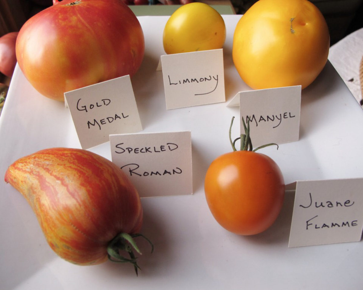 Best Tasting Heirloom Tomato Varieties (sweetest to most robust
