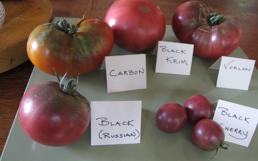 Early “black” heirloom tomatoes