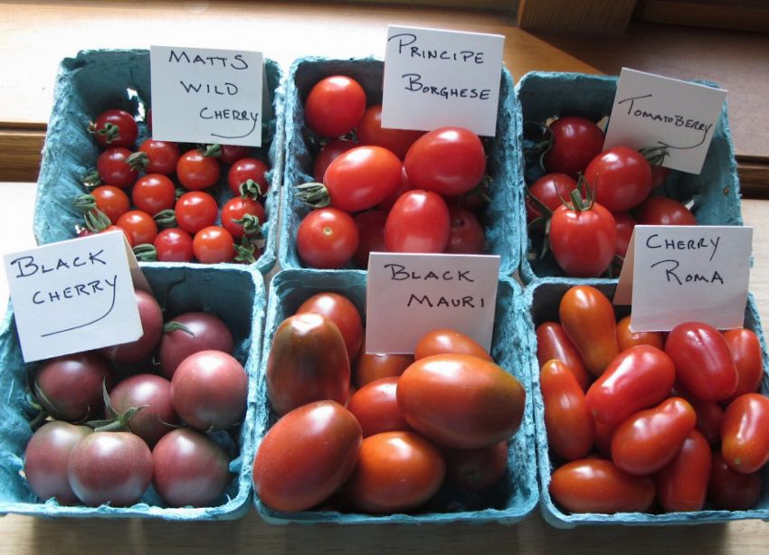 Earliest of the cherry or plum tomatoes