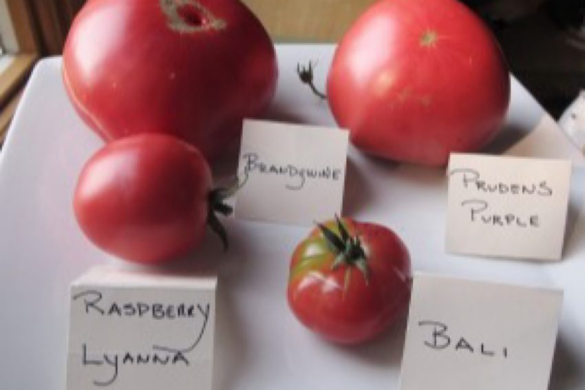 Early pink heirloom tomatoes