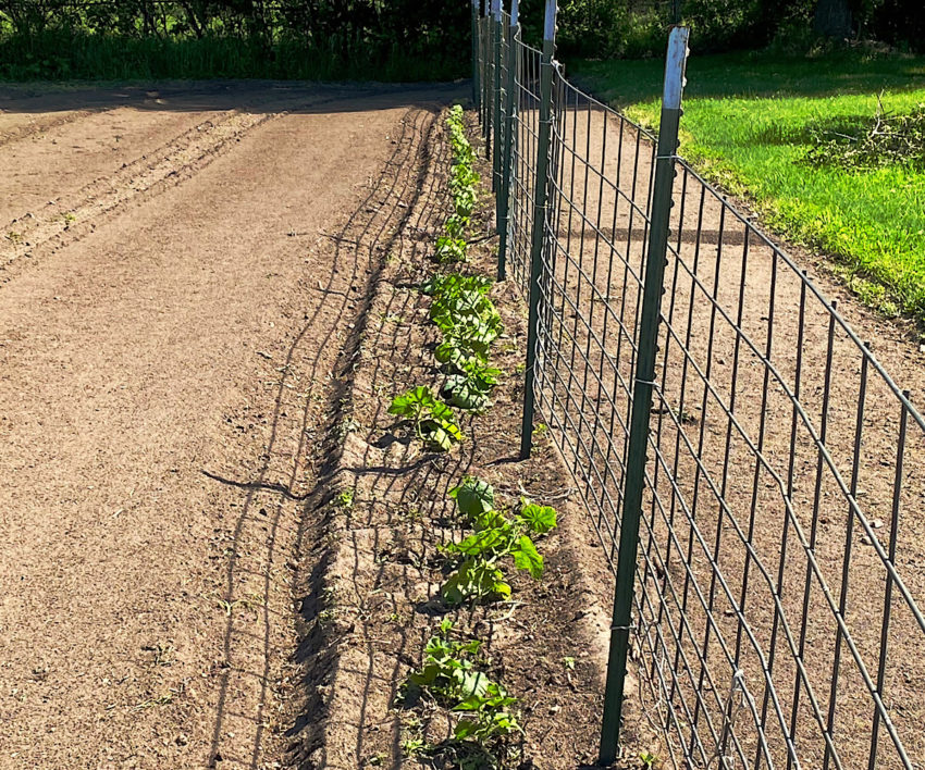 Hogwire fencing system for tomatoes installed outside.