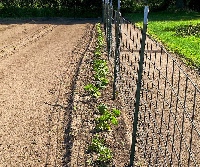 Support Wire, Plant Support Cages, Tomato Spiral Wire