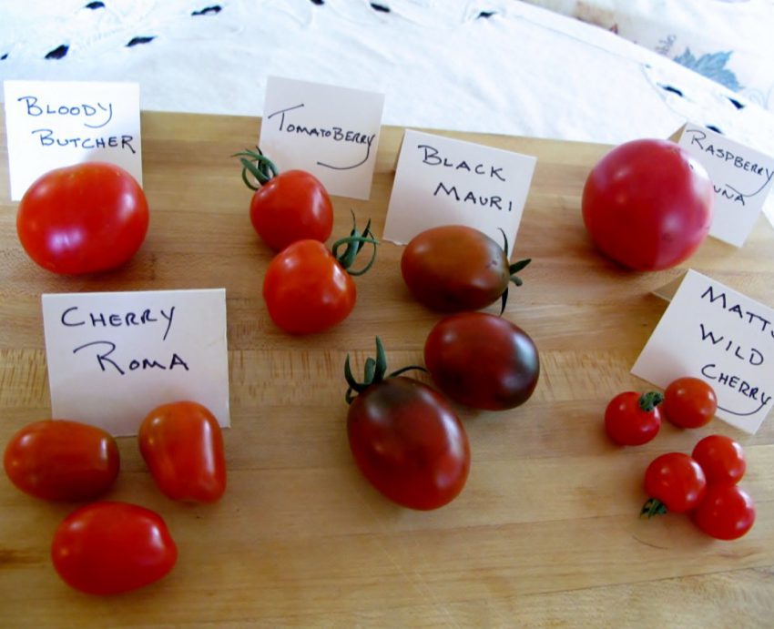 Different varieties of early tomatoes