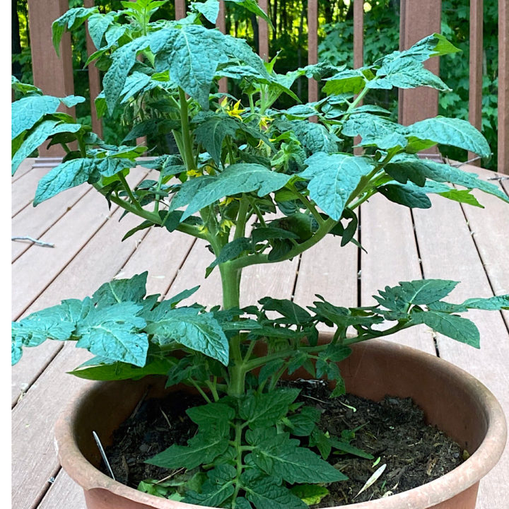 Growing Tomatoes in Pots – Heirlooms and/or Hybrids