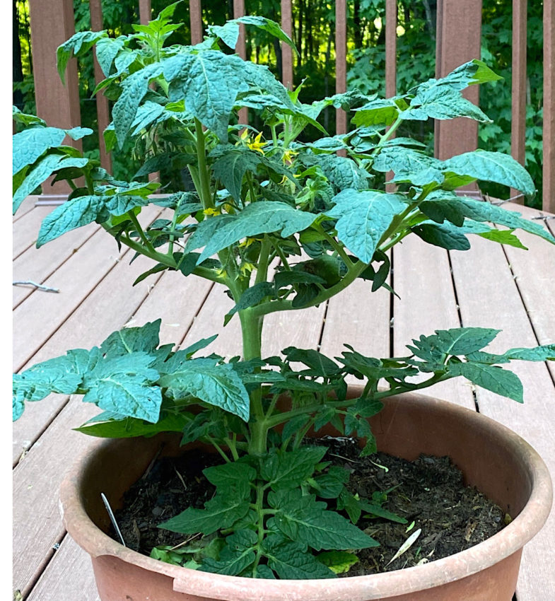Determinate tomato growing in container on the deck.