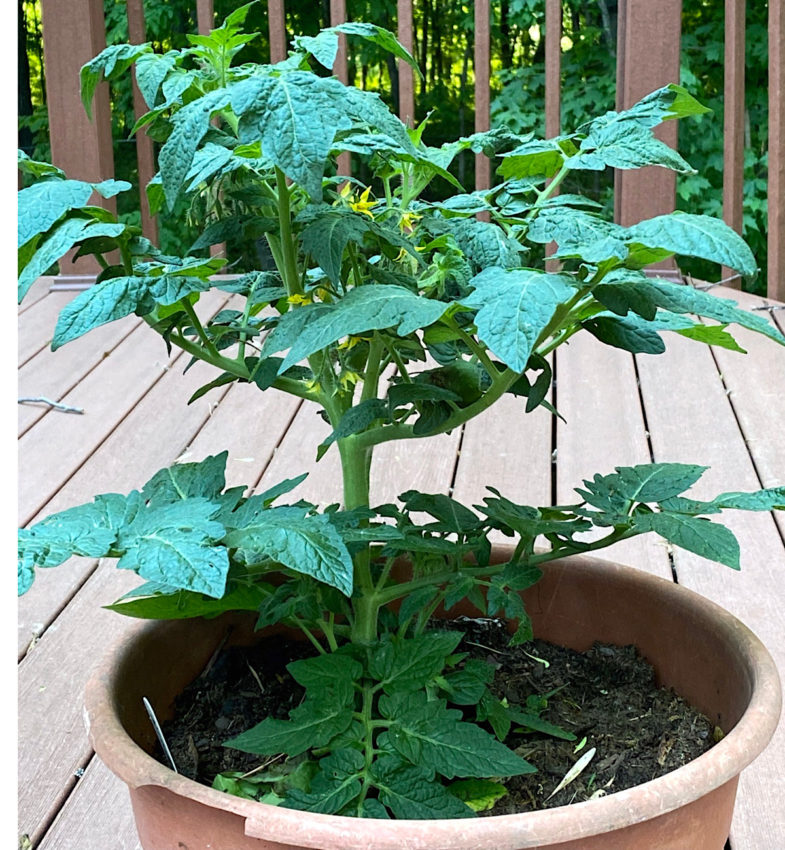 beefsteak tomato plant height