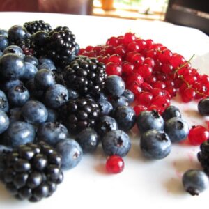 Blueberries, blackberries and red currants on a plate to be used in making an English Summer Pudding