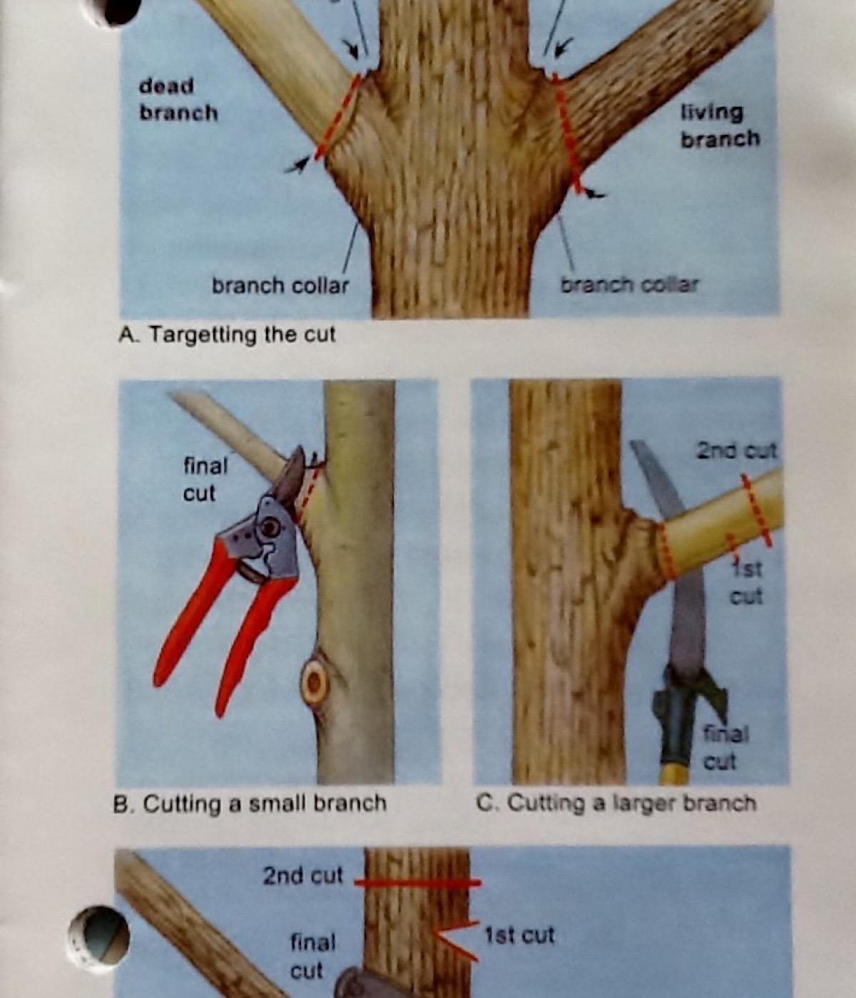 Graphic on where to prune woody plants