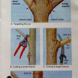 Pruning chart for woody plants