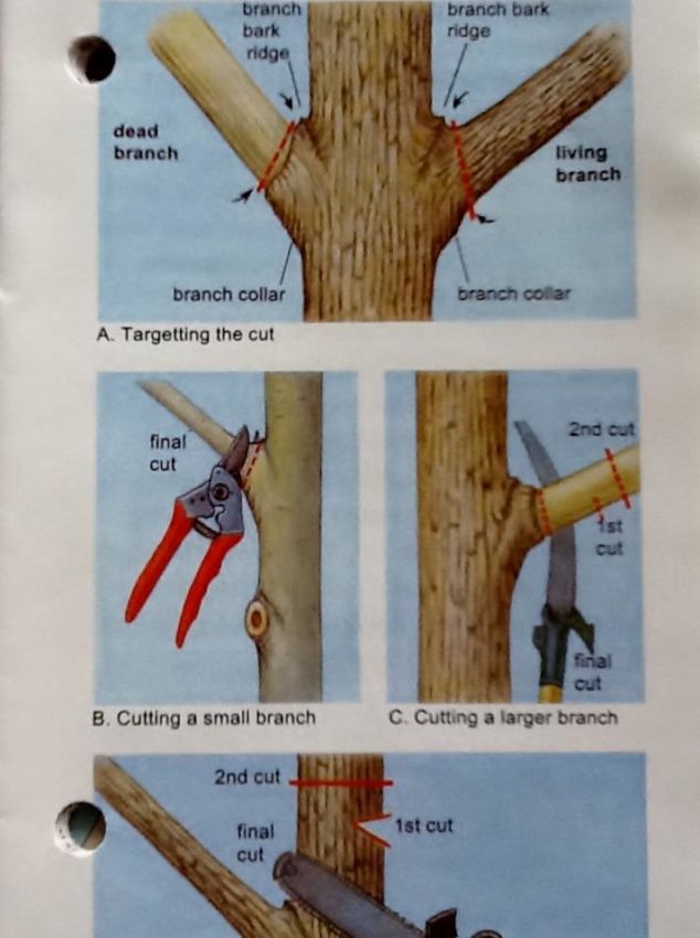 Pruning chart for woody plants