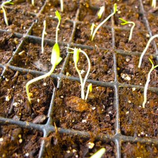 Newly germinated tomato seeds