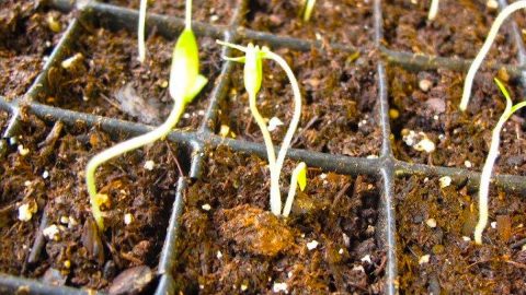 Newly germinated tomato seeds