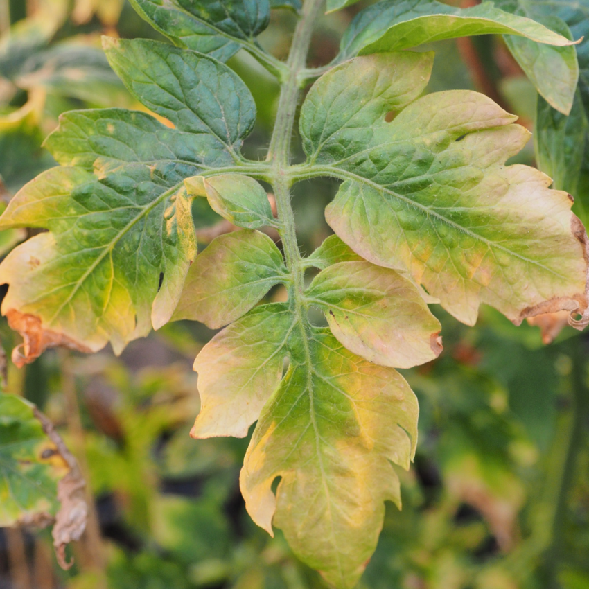 Yellow plant leaves signaling need for nitrogen.