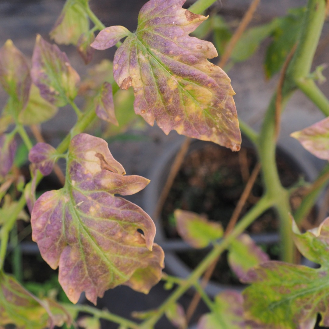 Purple tinged plant leaves from lack of phosphorus.