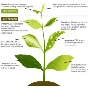 Tomato disease chart