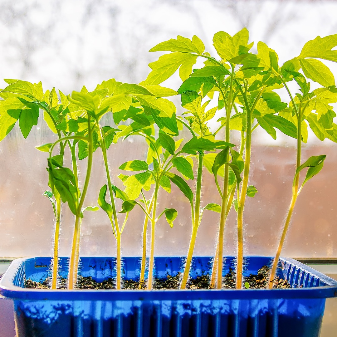 tomato seedlings