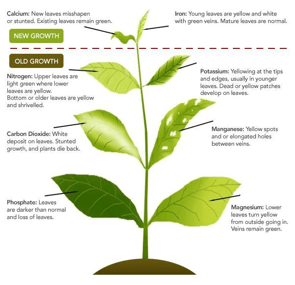 Graphic of plant nutritional deficiencies.