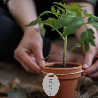 Tomato seedling in terracotta planter.